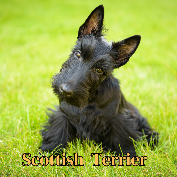 Scottish Terrier