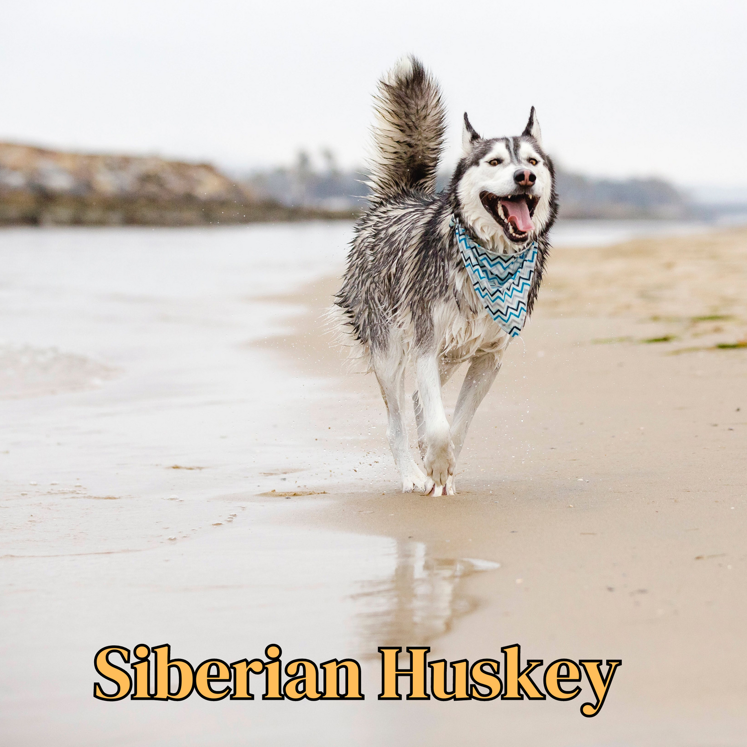 Siberian Husky