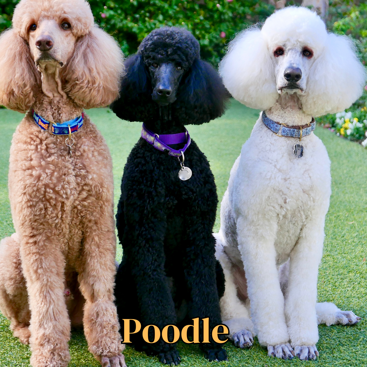 Poodle