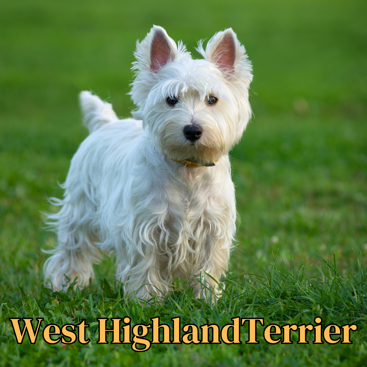 West Highland Terrier