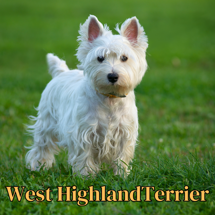 West Highland Terrier