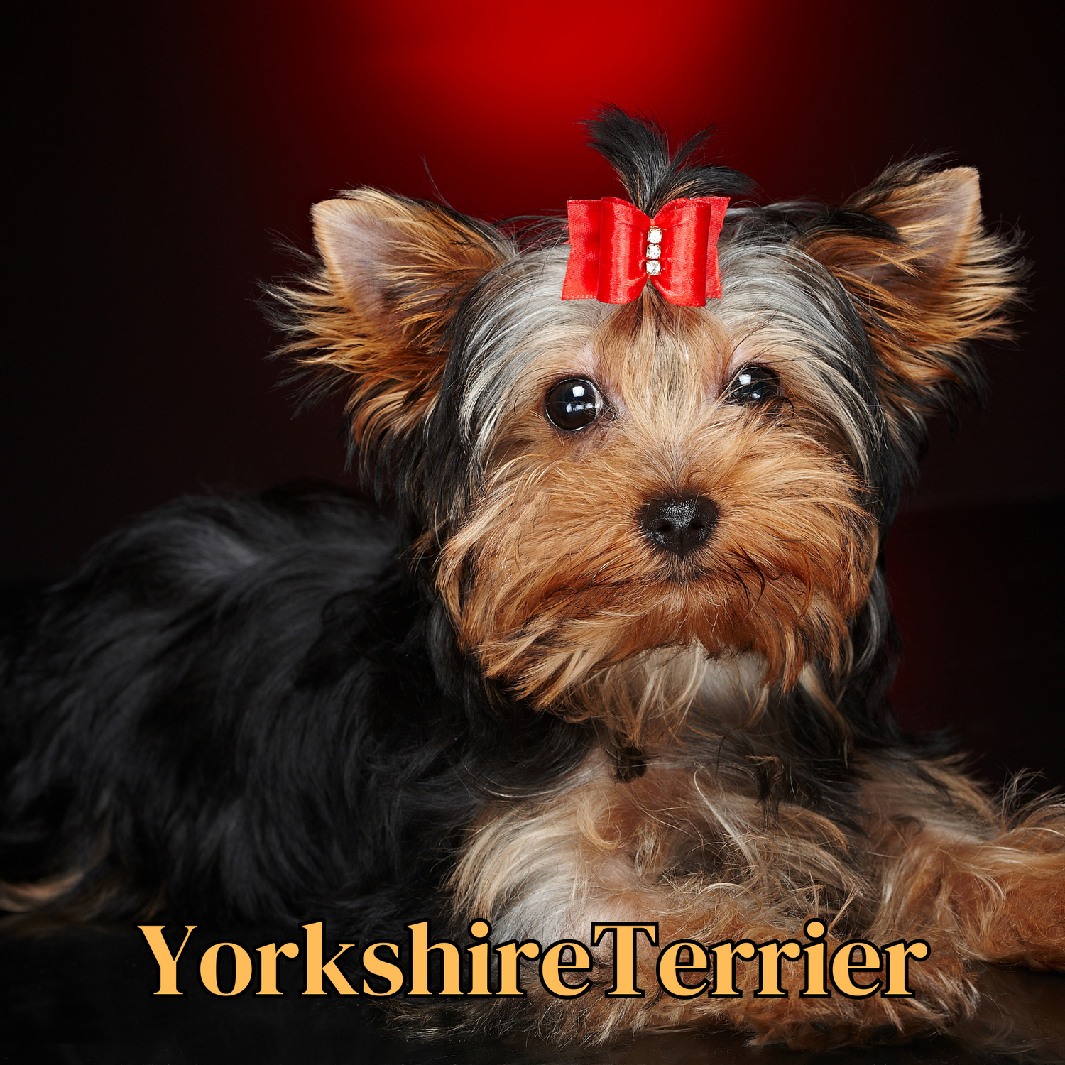 Yorkshire Terrier